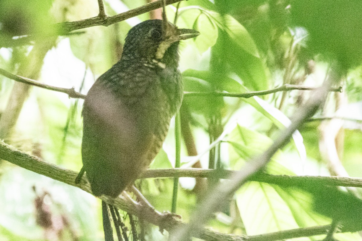 Variegated Antpitta - ML611906461