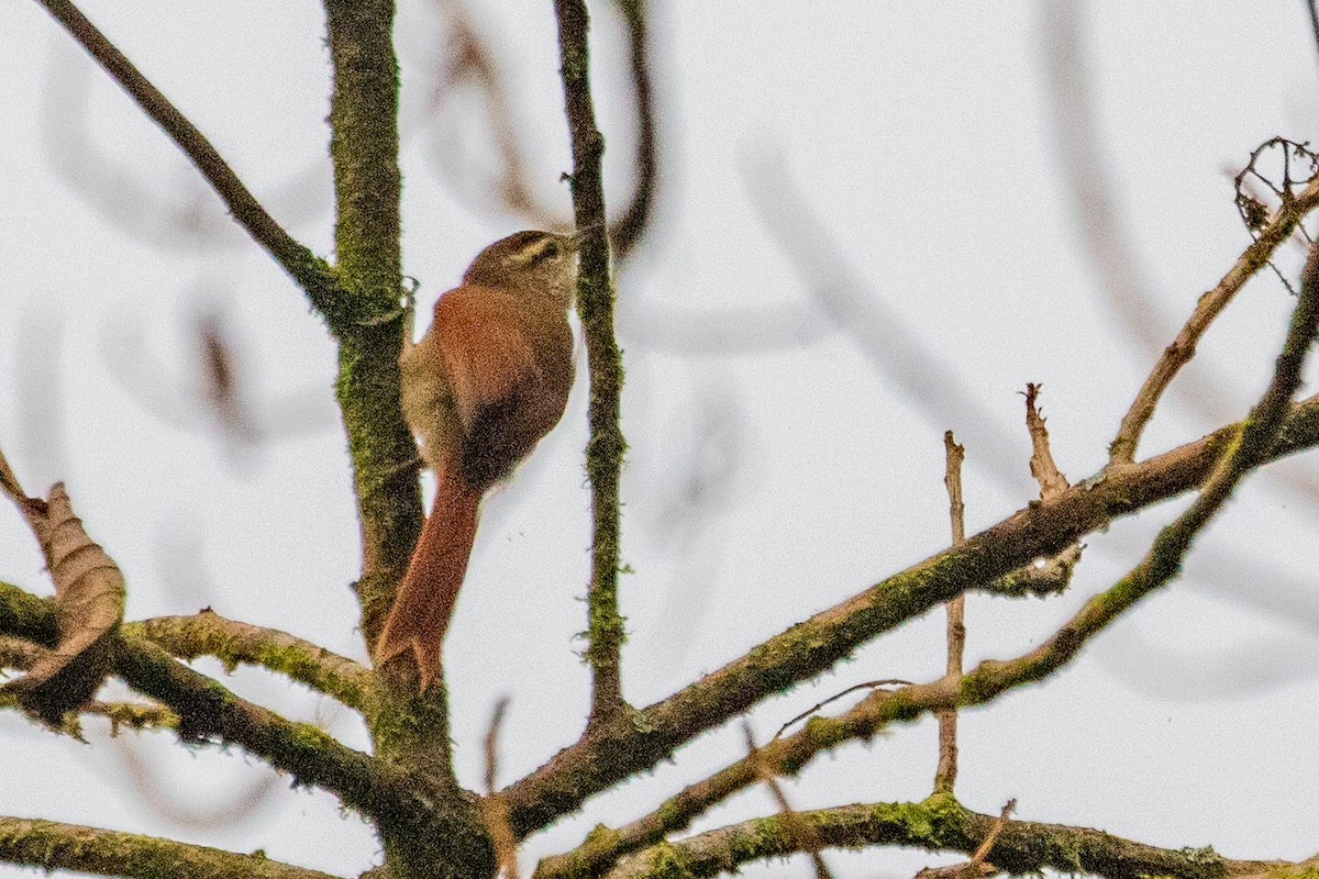 Pallid Spinetail - ML611906471