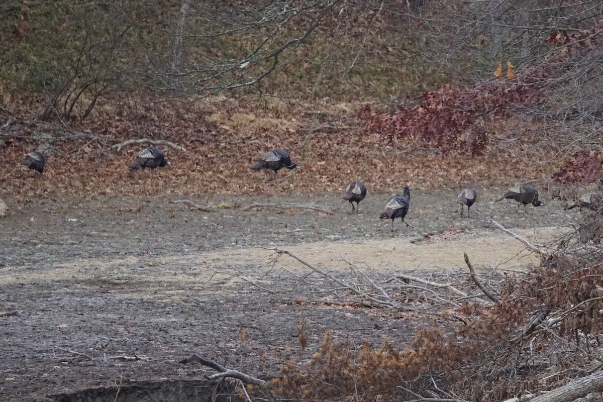 Wild Turkey - ML611906479