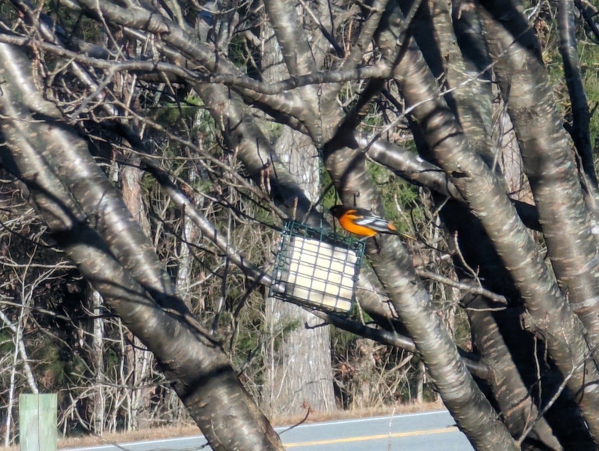 Baltimore Oriole - ML611906487