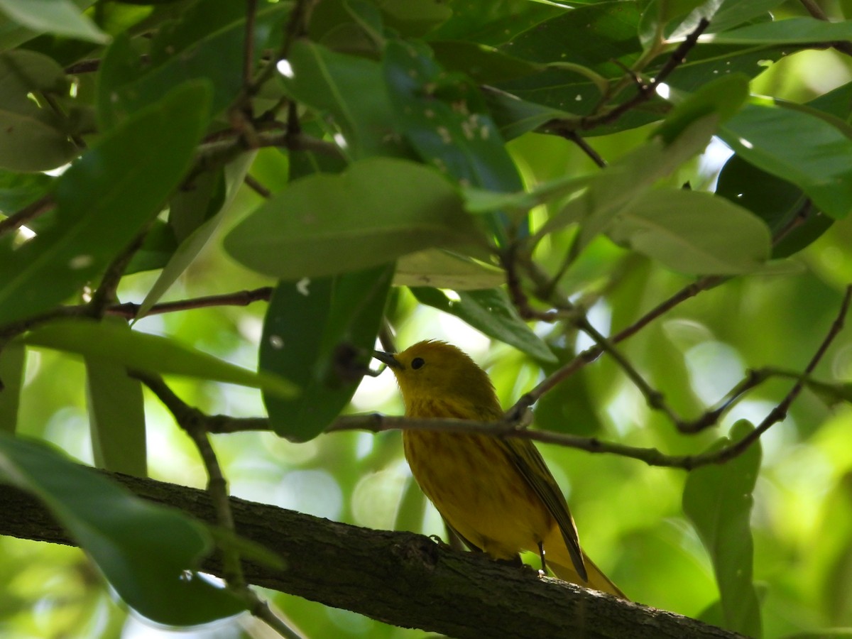 Yellow Warbler - ML611906581