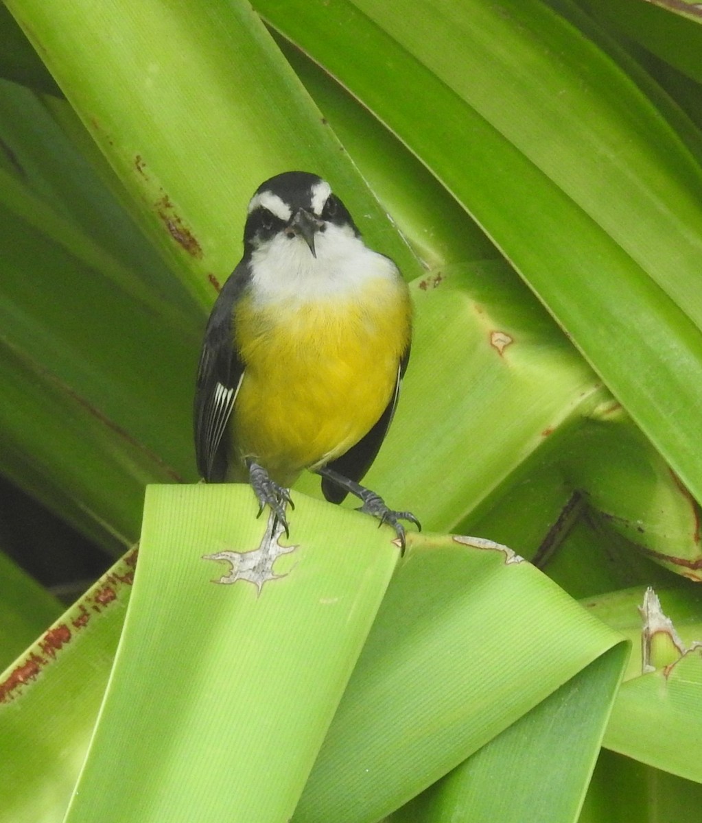 Bananaquit - ML611906607