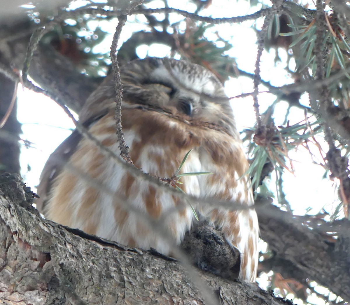 Northern Saw-whet Owl - ML611906614