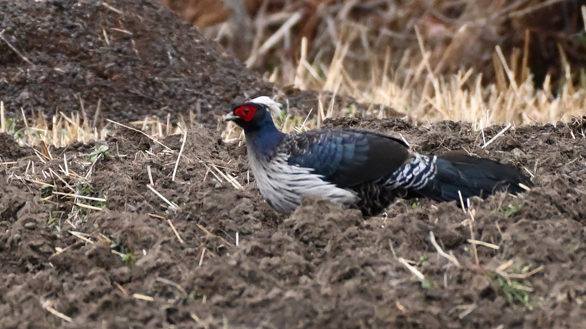 Kalij Pheasant - ML611906727