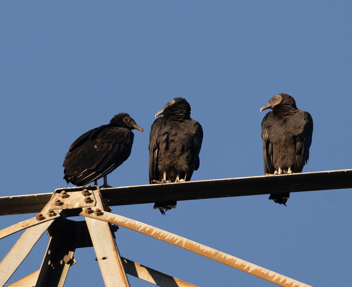 Black Vulture - ML611906764