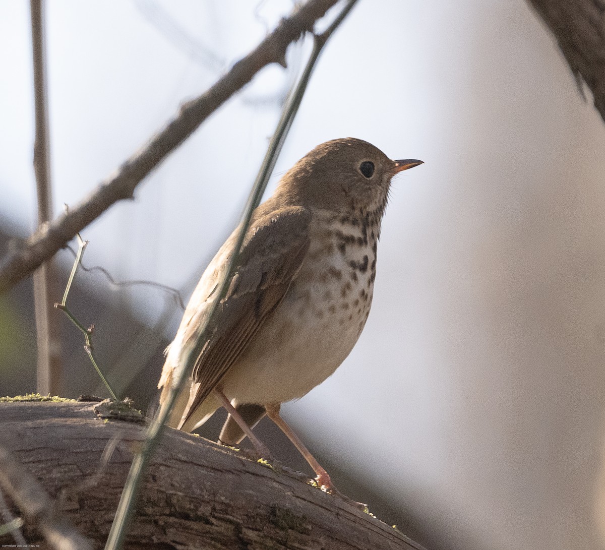 Hermit Thrush - ML611906776