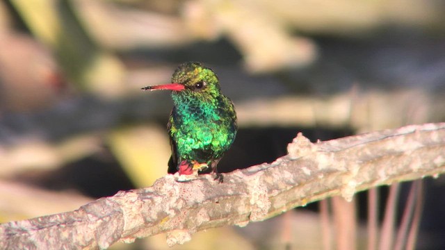 Glittering-bellied Emerald - ML611906813