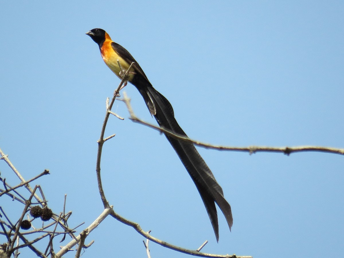 Exclamatory Paradise-Whydah - ML611906872