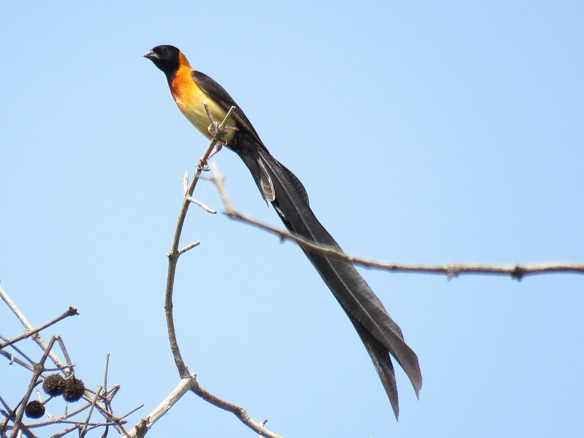 Exclamatory Paradise-Whydah - ML611906873