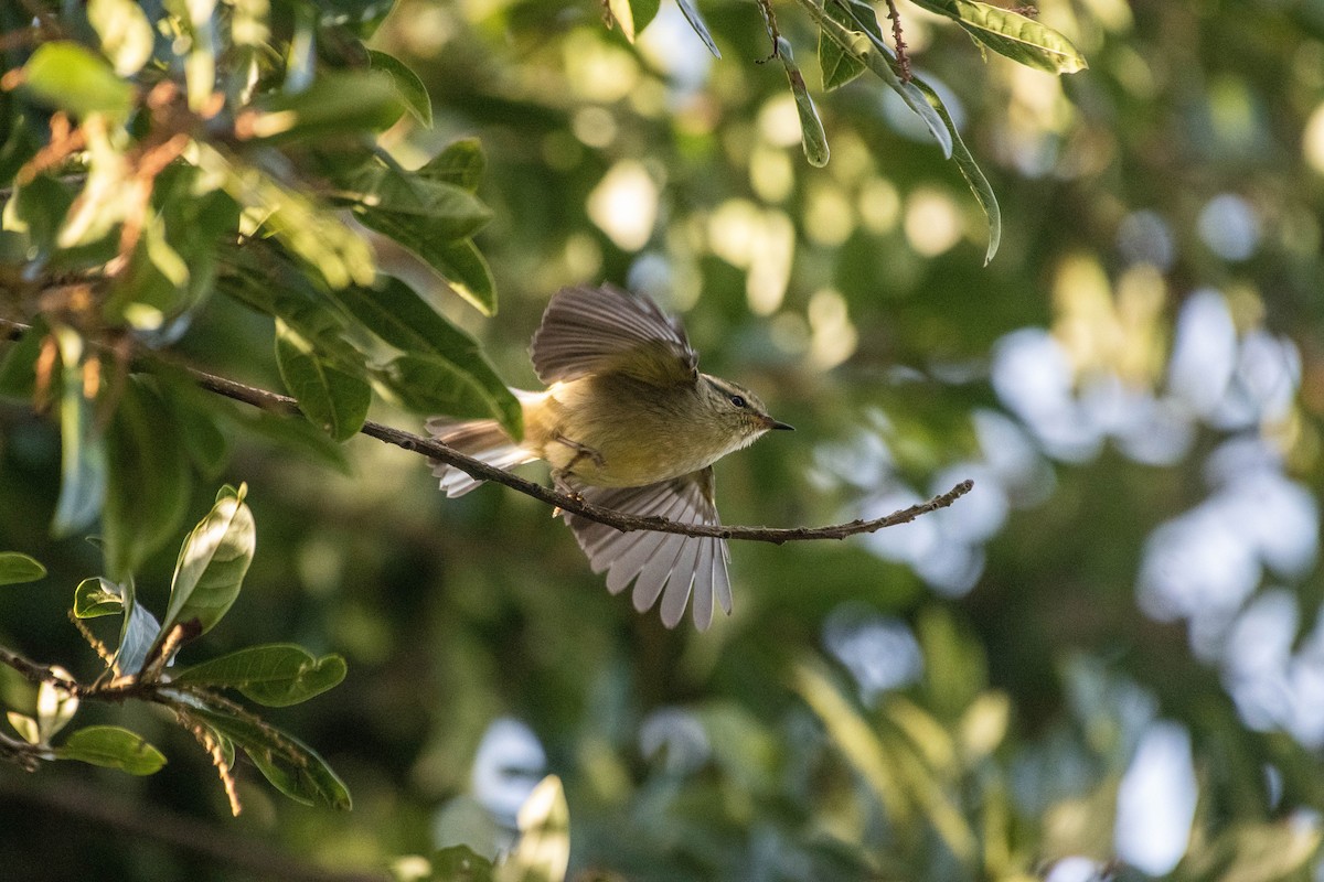 Buff-barred Warbler - ML611906957