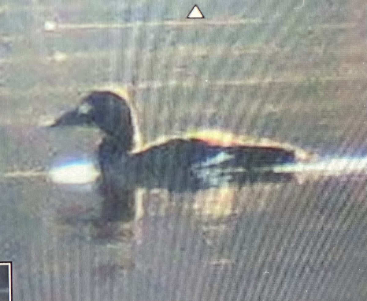 White-winged Scoter - ML611906993