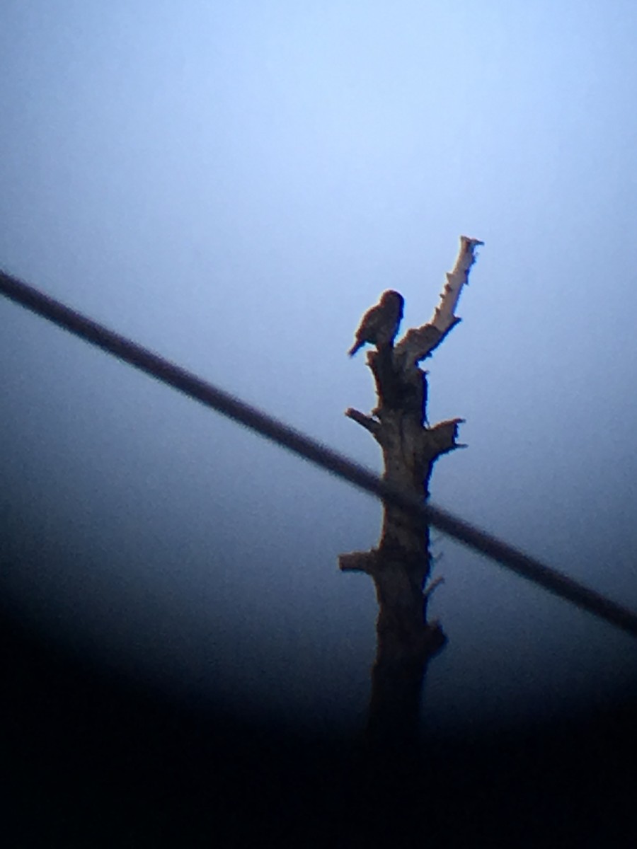 Northern Pygmy-Owl (Pacific) - ML611907003