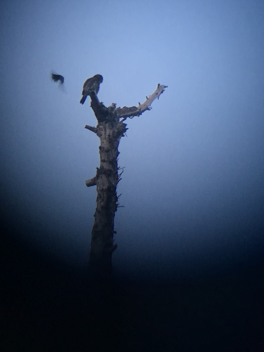 Northern Pygmy-Owl (Pacific) - Alex Coffey