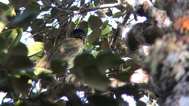 Bare-throated Bellbird - ML611907008