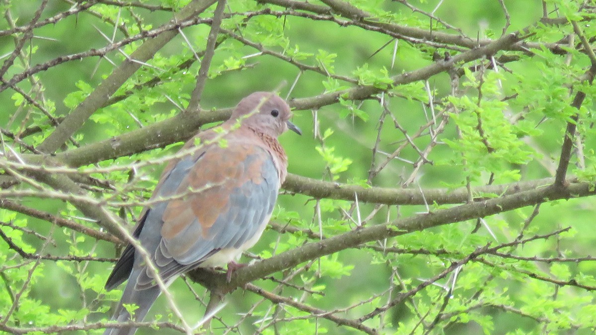 Laughing Dove - ML611907046
