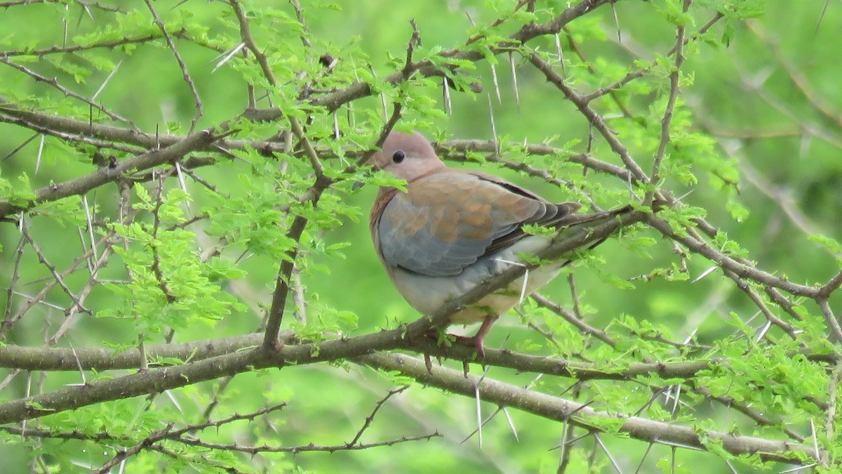 Laughing Dove - ML611907047