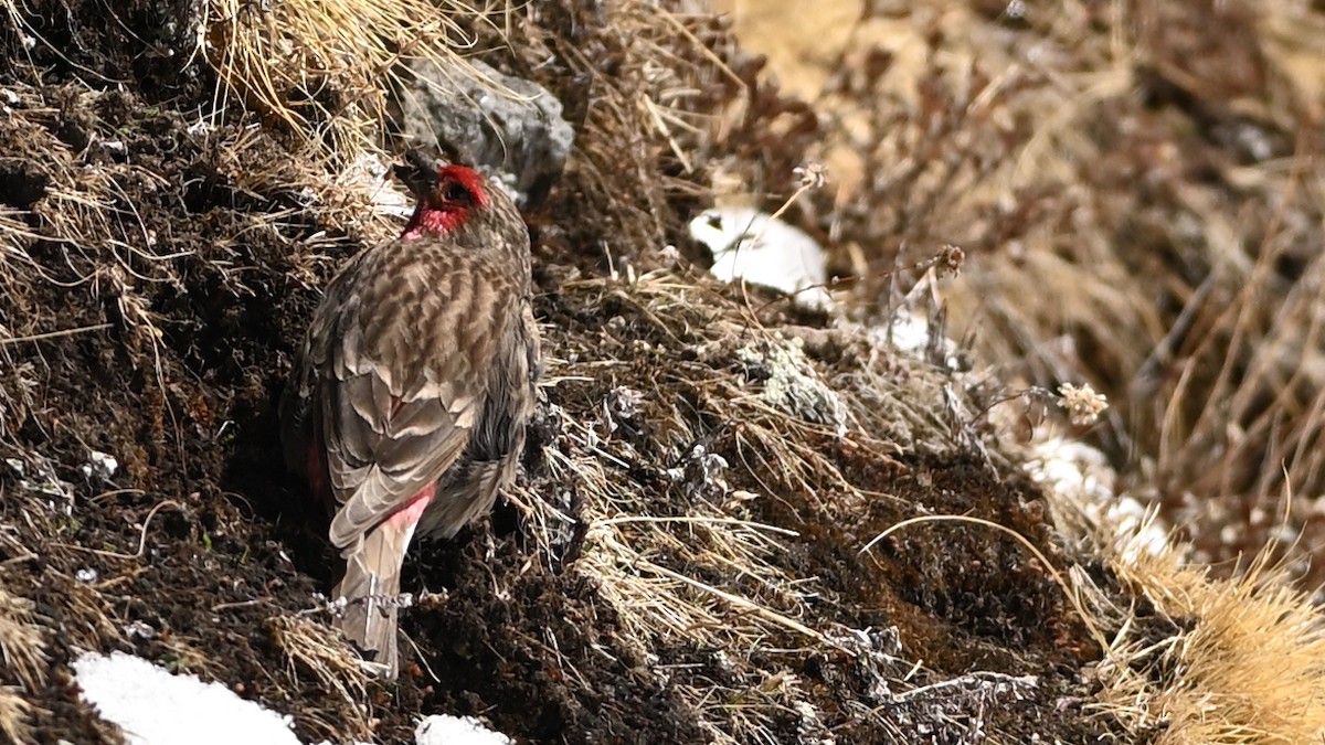 Red-fronted Rosefinch - ML611907140