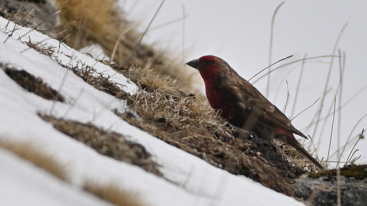 Red-fronted Rosefinch - ML611907141