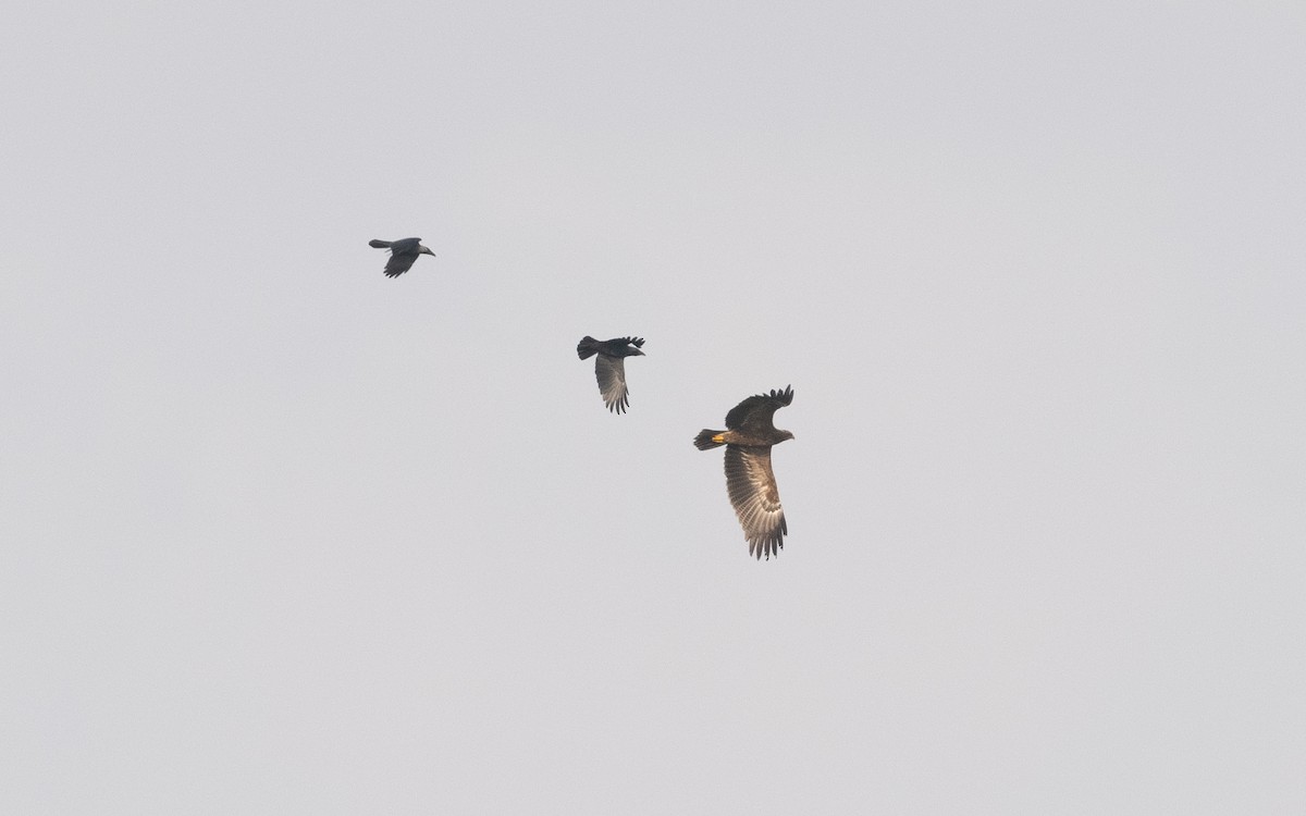Lesser Spotted Eagle - ML611907143