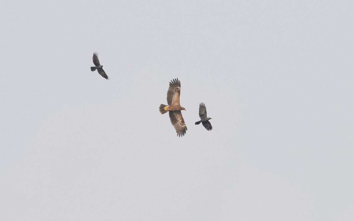 Lesser Spotted Eagle - ML611907144