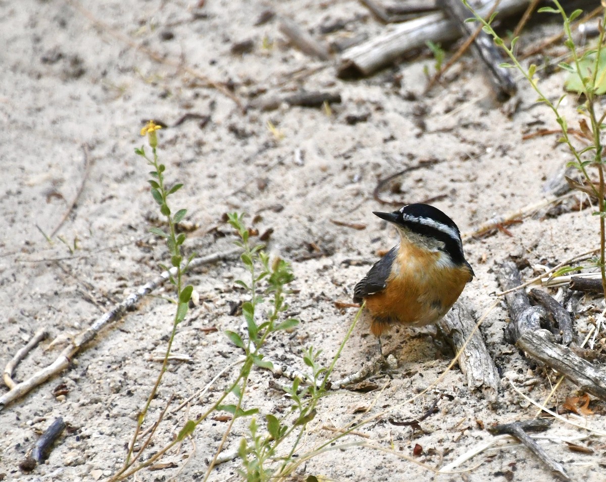 Red-breasted Nuthatch - ML611907154