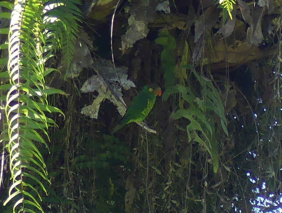 Yellow-cheeked Lorikeet - ML611907198