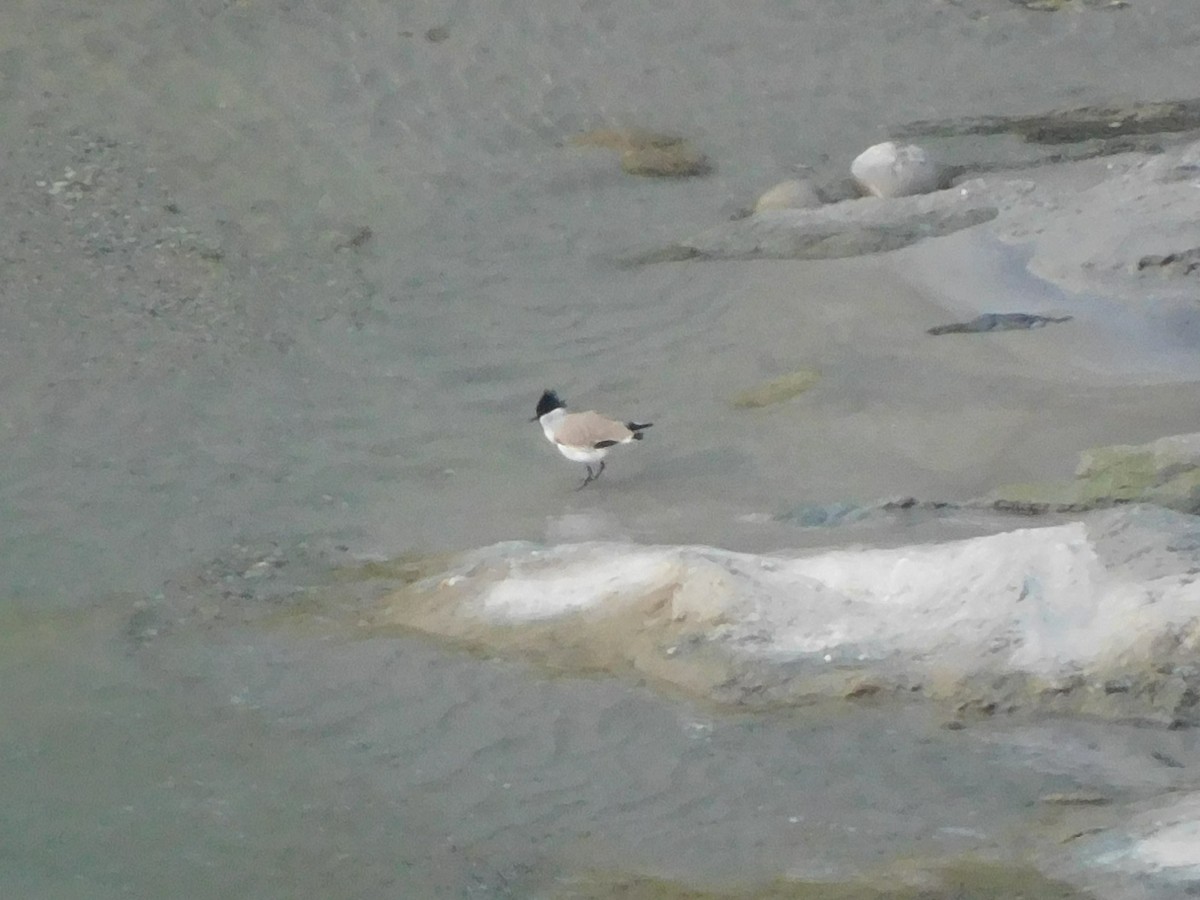 River Lapwing - ML611907203