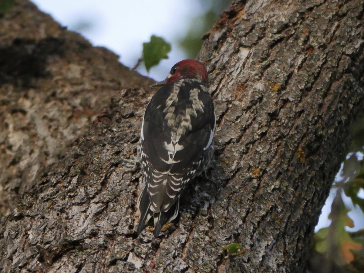 Red-breasted Sapsucker - ML611907231