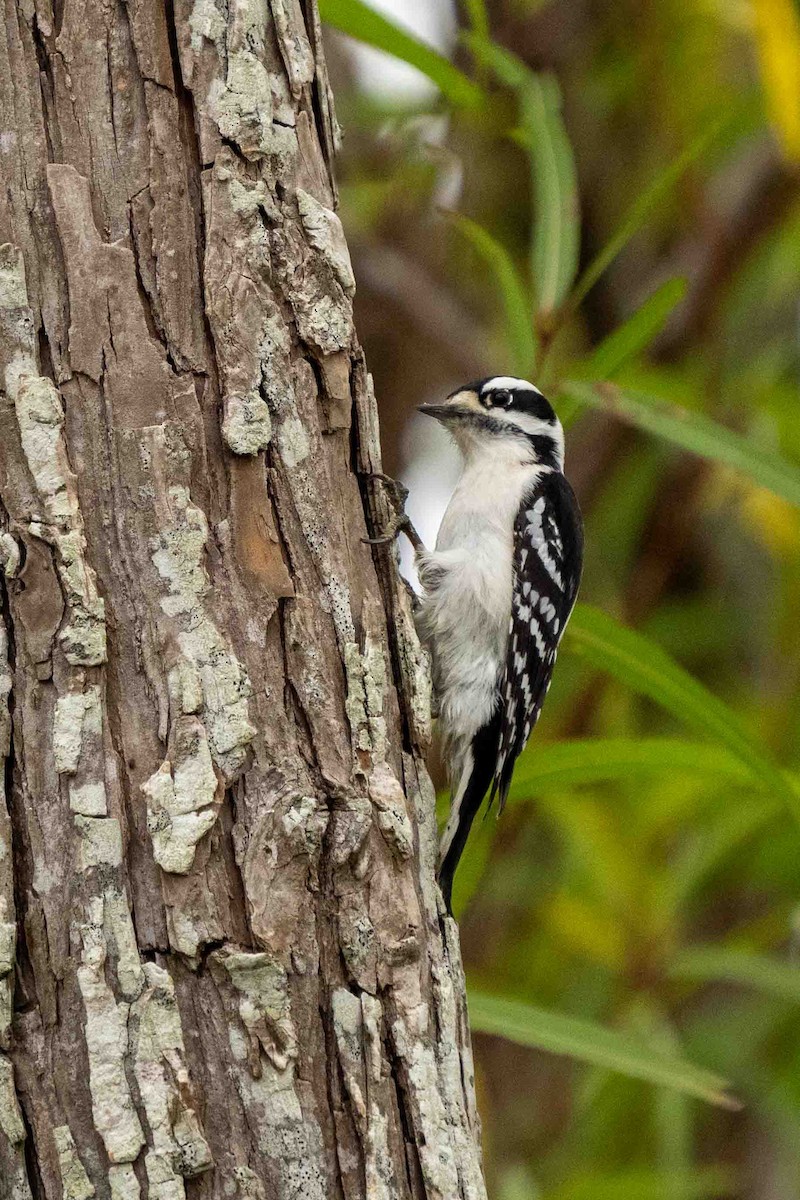 Downy Woodpecker - ML611907236