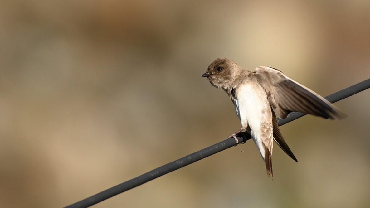 Pale Martin - ML611907269