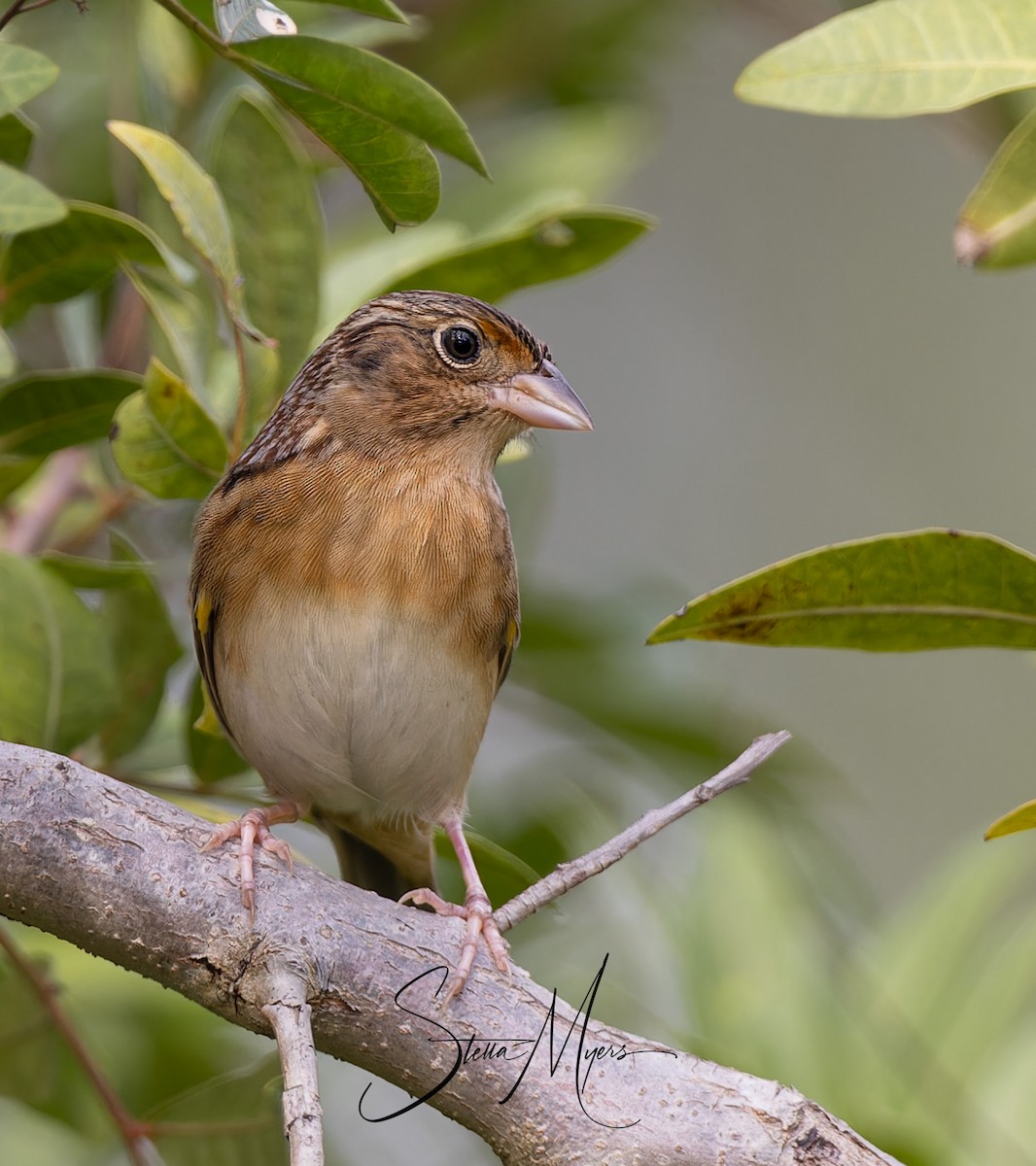 Grasshopper Sparrow - ML611907300