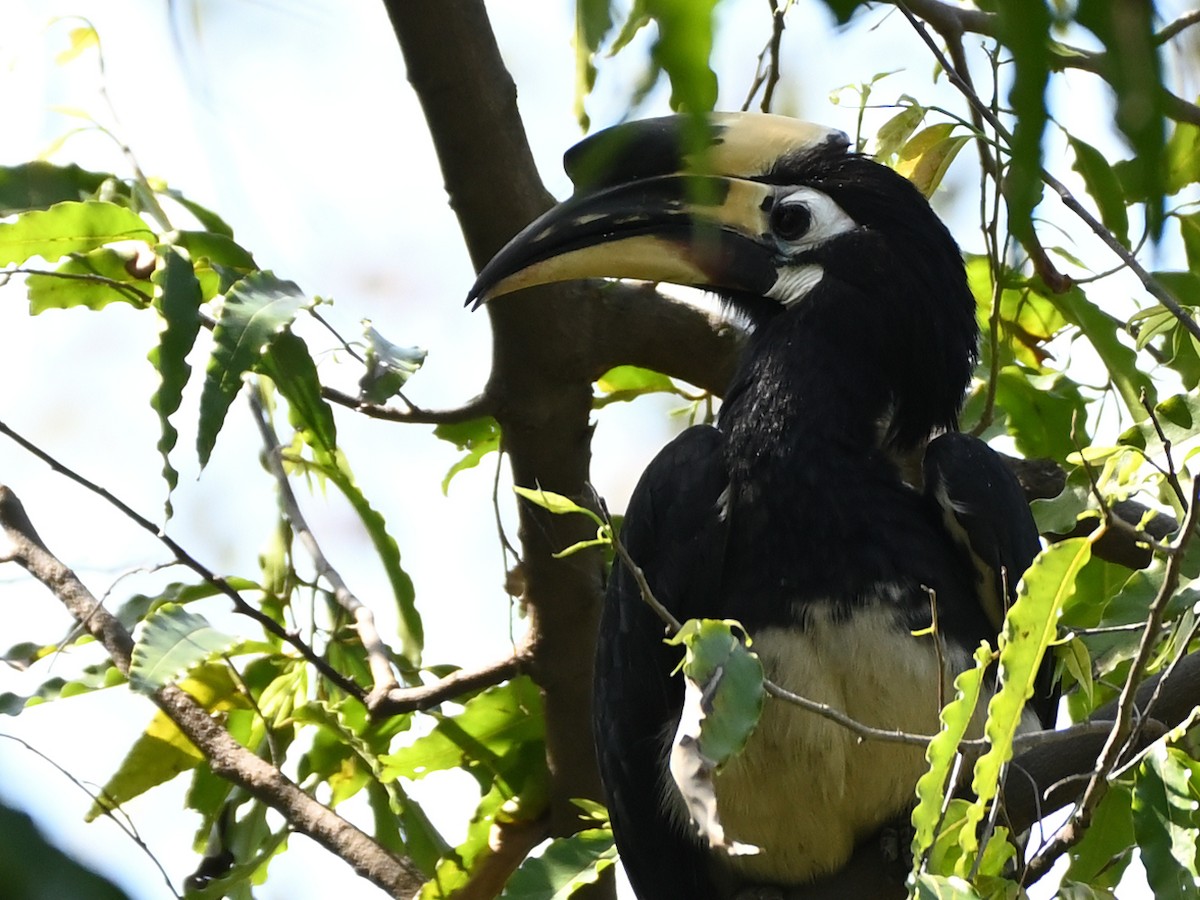 Oriental Pied-Hornbill - ML611907358