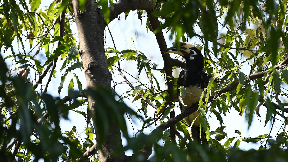 Oriental Pied-Hornbill - ML611907359