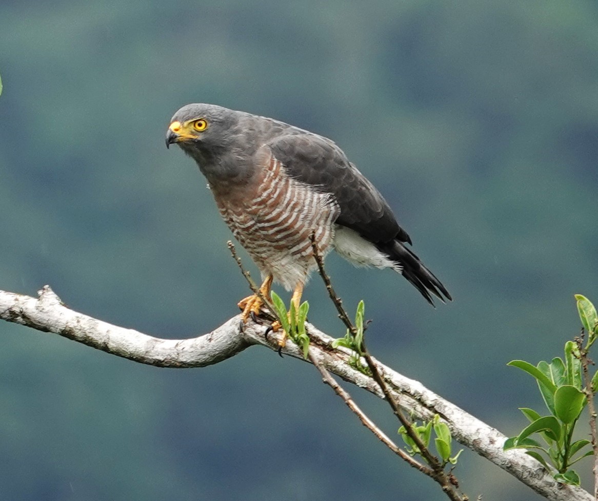 Roadside Hawk - ML611907370