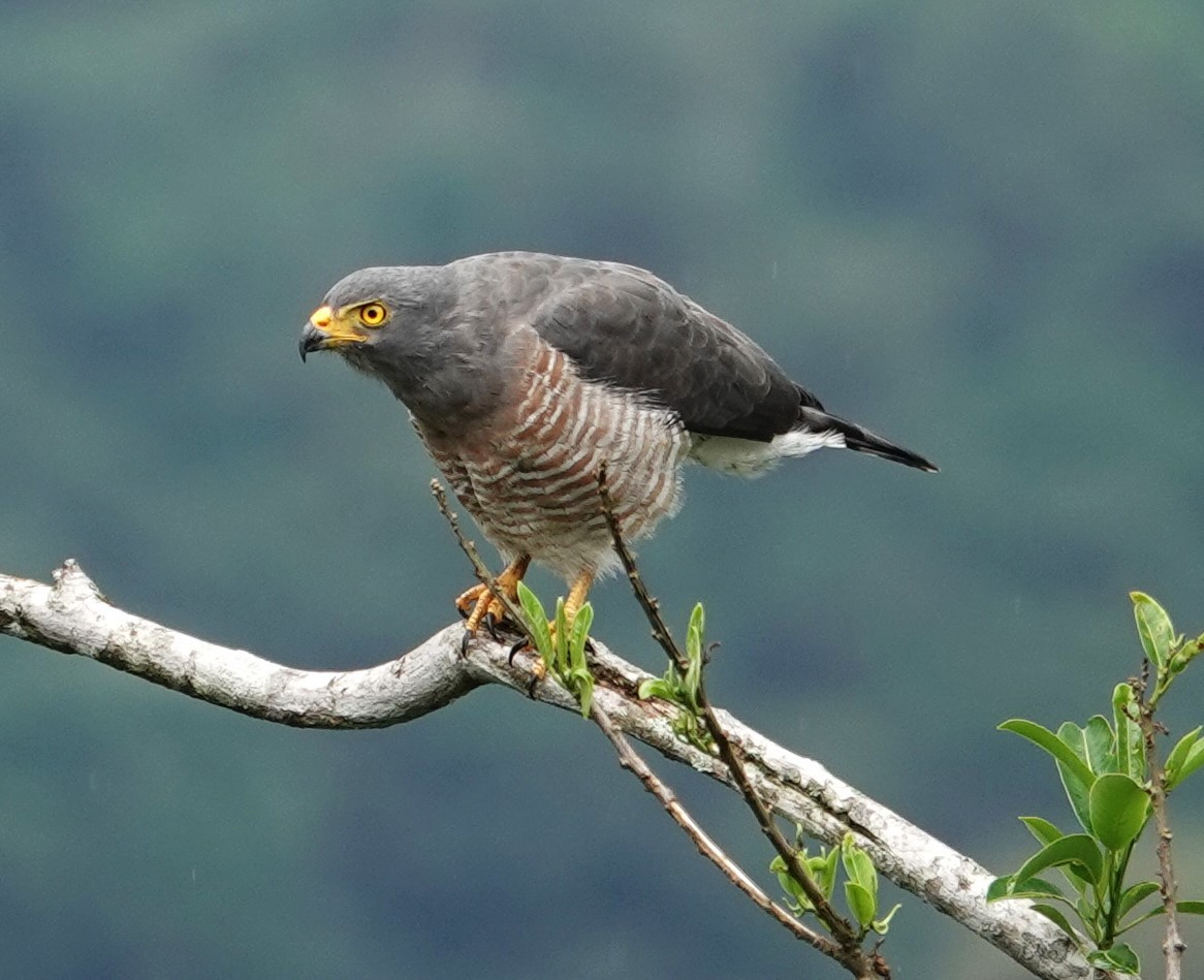 Roadside Hawk - ML611907371