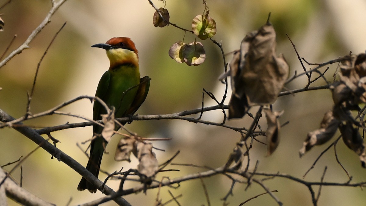 Chestnut-headed Bee-eater - ML611907377
