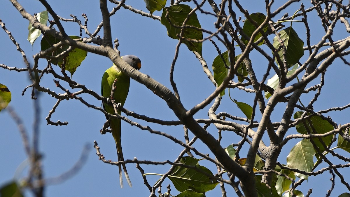 Slaty-headed Parakeet - ML611907392