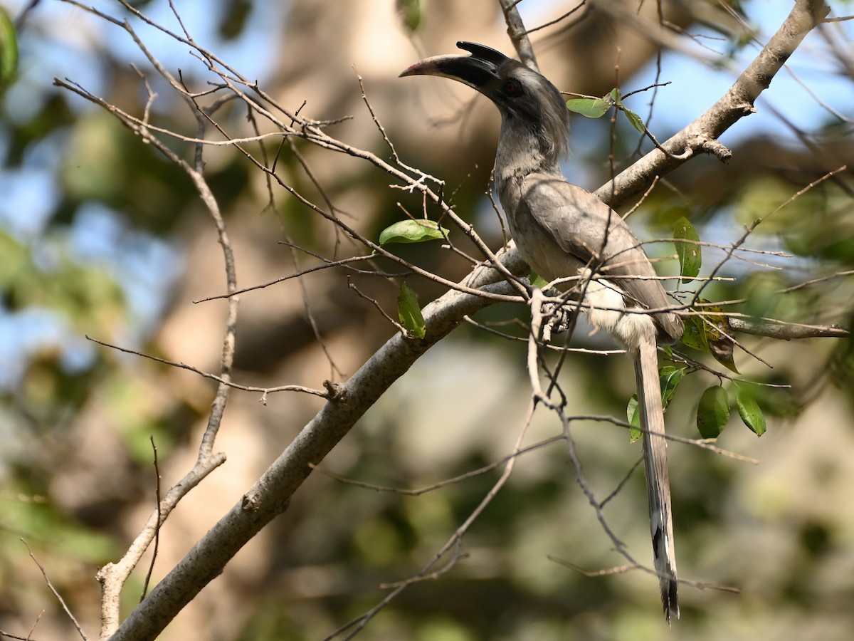 Indian Gray Hornbill - ML611907396