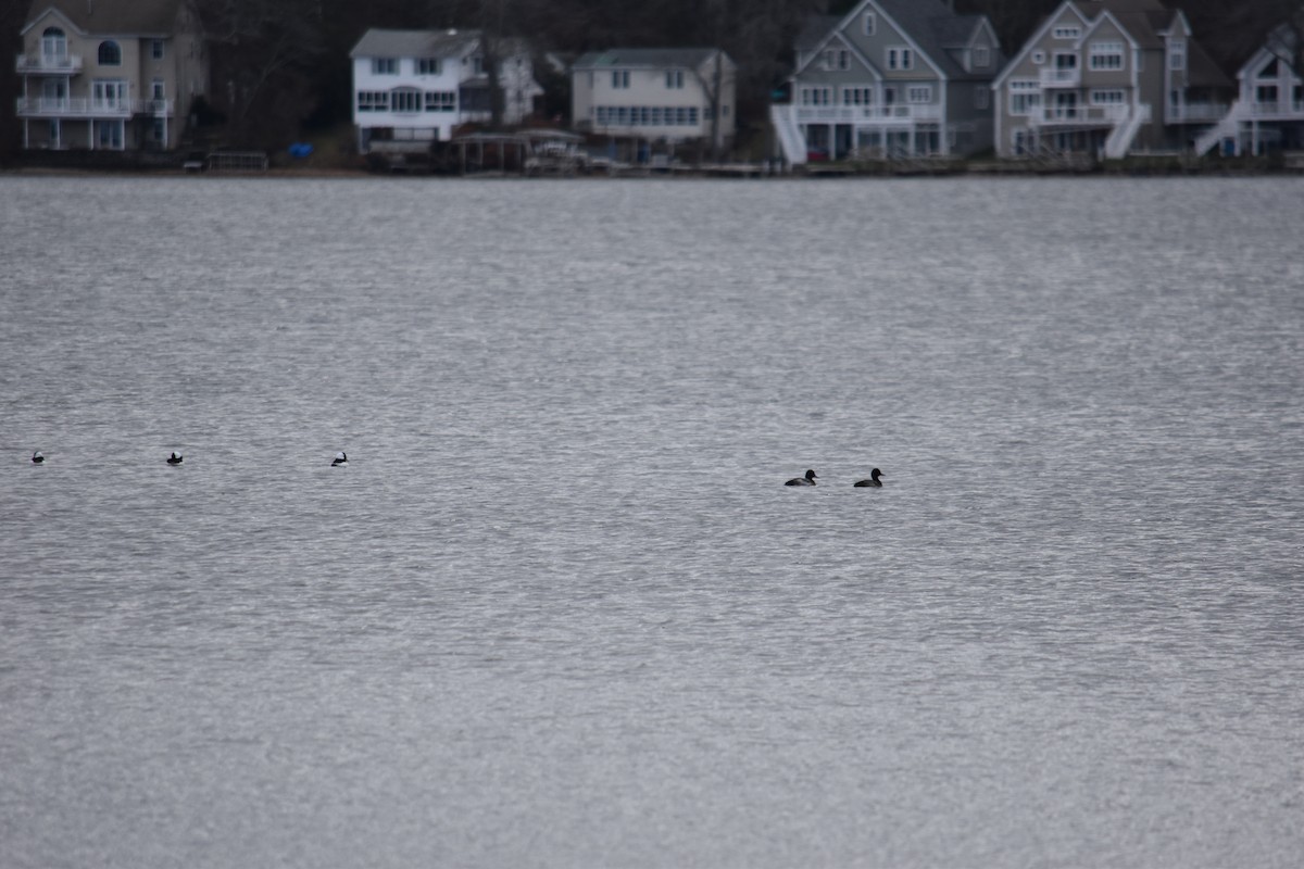 Greater Scaup - ML611907416