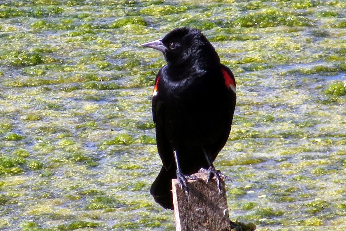 Red-winged Blackbird - ML611907420