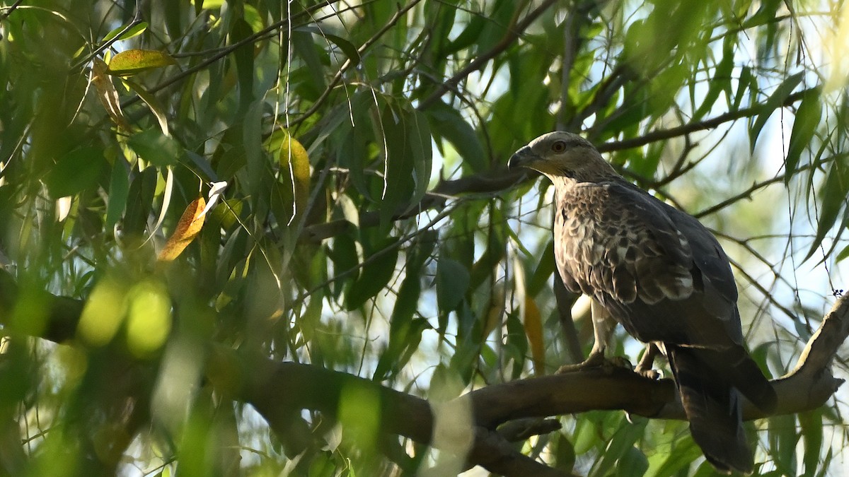 Oriental Honey-buzzard - ML611907443