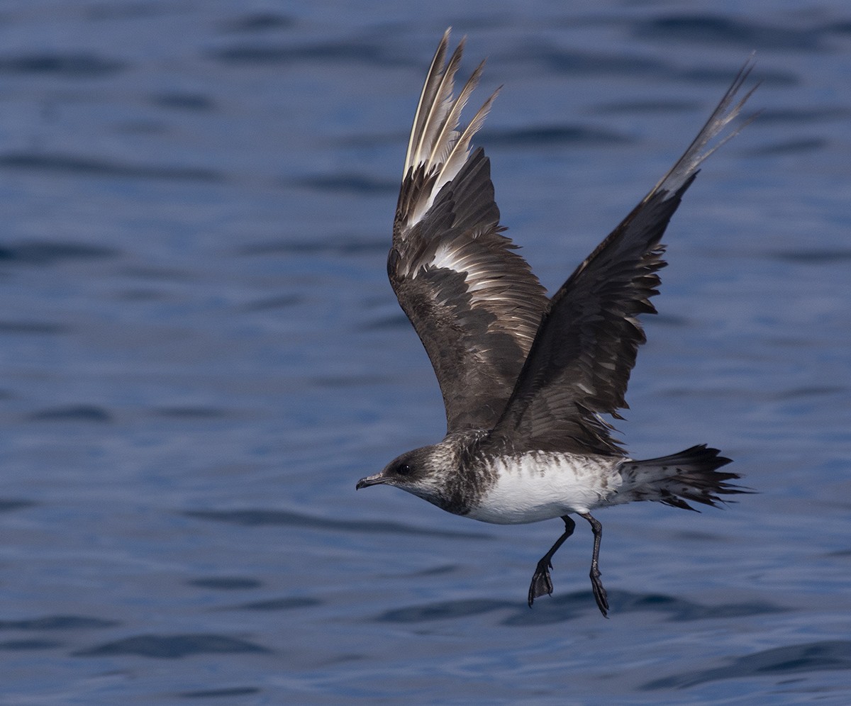 Parasitic Jaeger - ML611907455