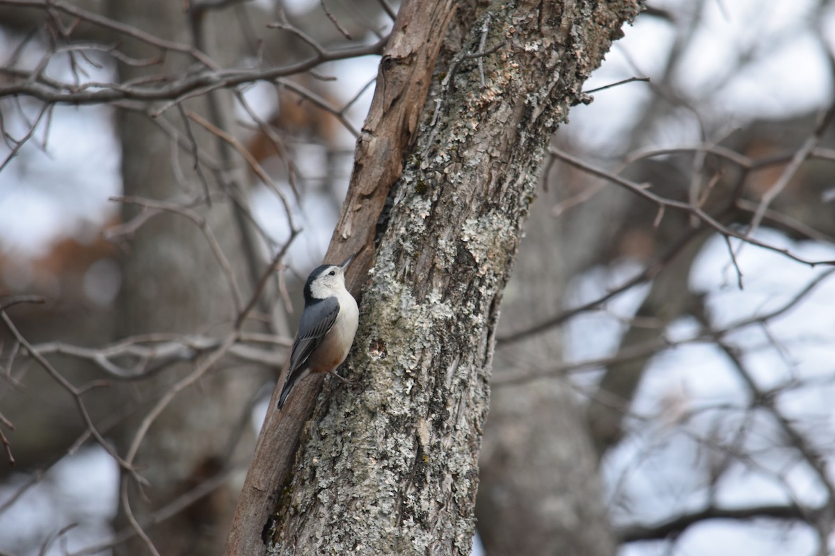 White-breasted Nuthatch - ML611907472