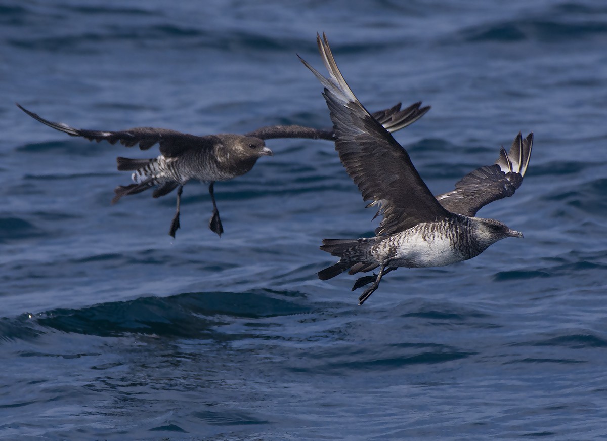 Pomarine Jaeger - ML611907474