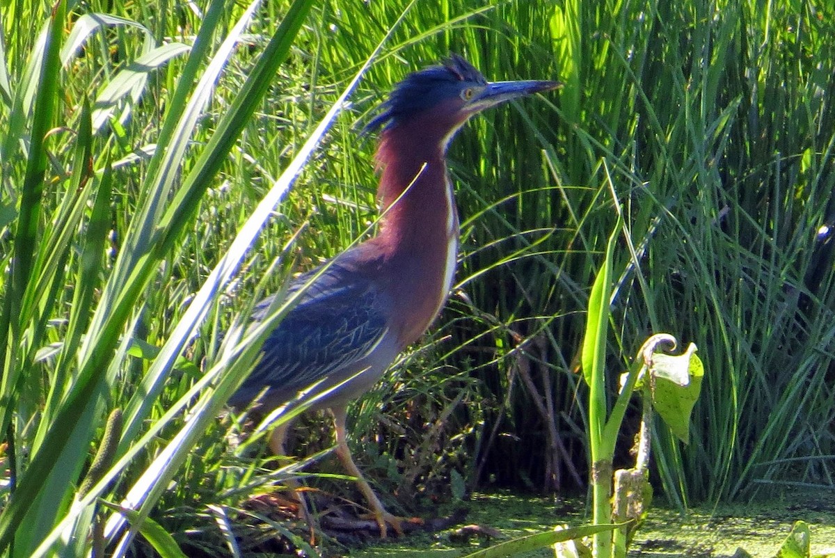 Green Heron - ML611907492