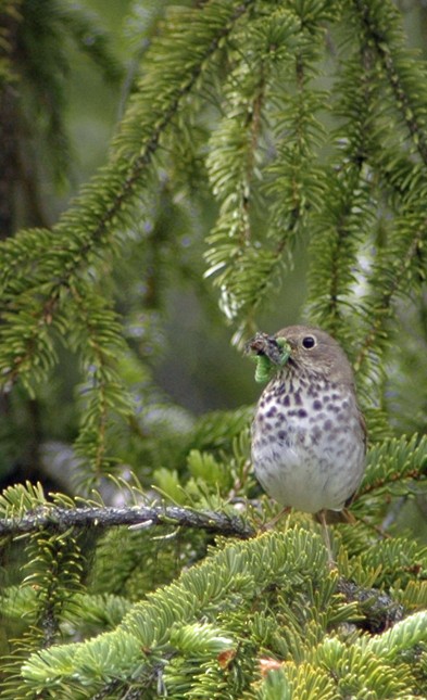 Hermit Thrush - ML611907493