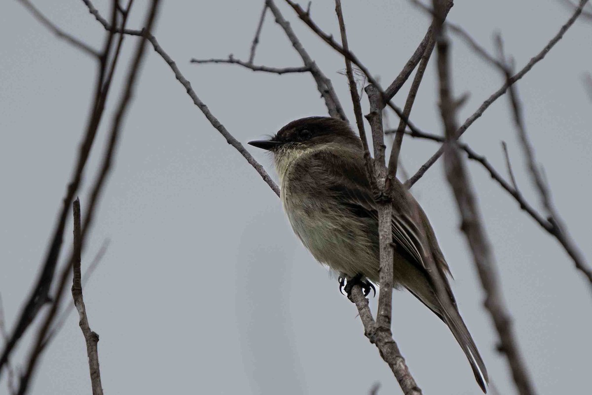 Eastern Phoebe - Holger Schneider