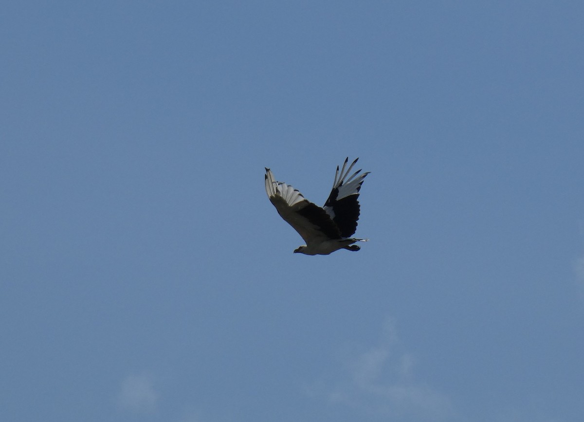 Palm-nut Vulture - Tony King