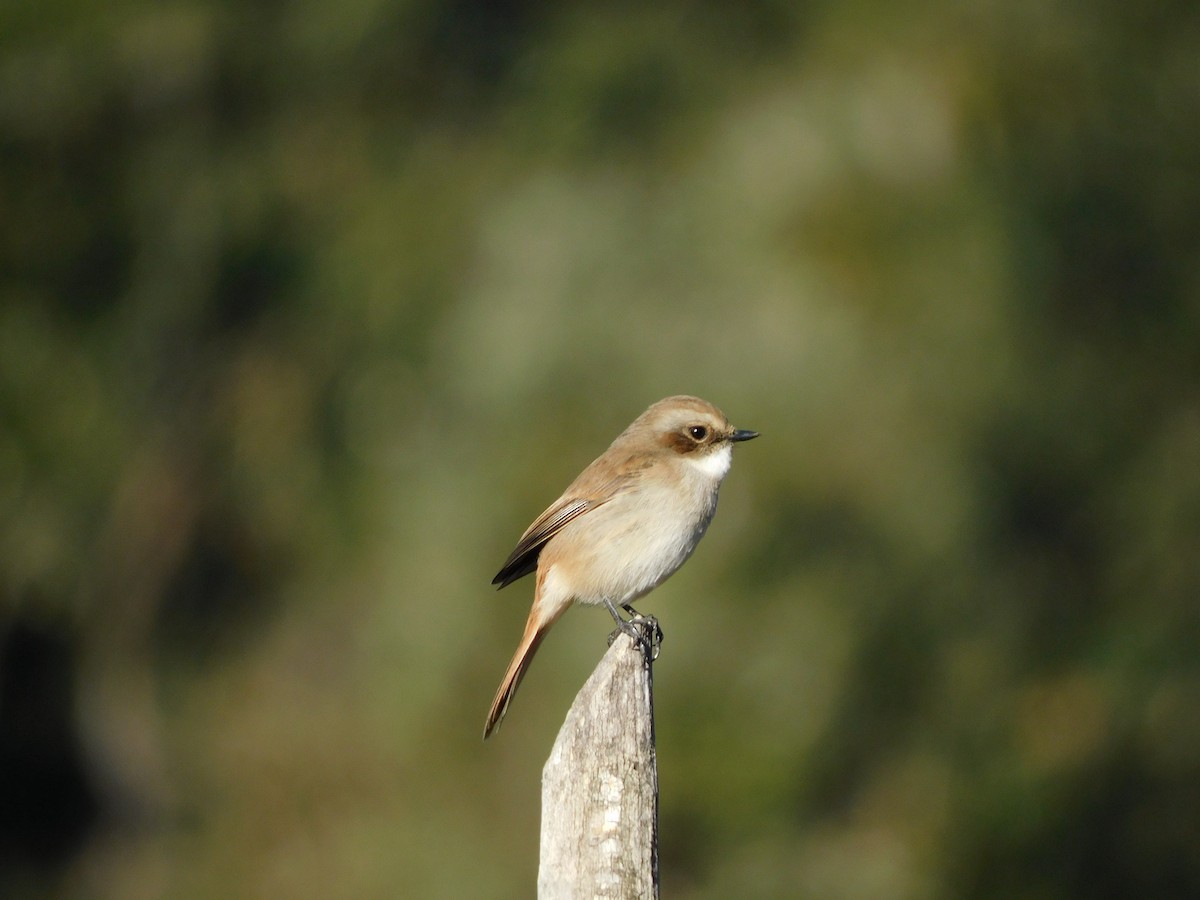 Gray Bushchat - ML611907732