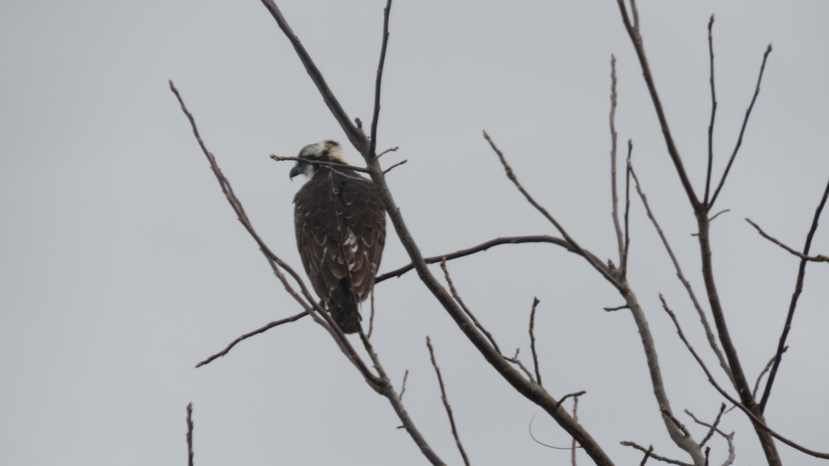 Osprey - ML611907756